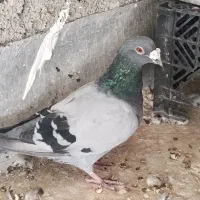 کرباتی|پرنده|شیروان (خراسان), |دیوار