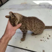 واگذاری بچه گربه|گربه|فردیس, نسترن شرقی|دیوار