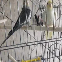 عروس هلندی نرو ماده قیمت جفت باهم ۱۳۰۰