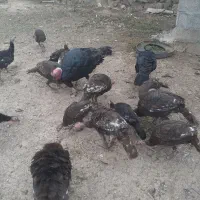 فروش بوقلمون