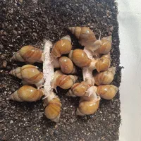 حلزون آلبینو