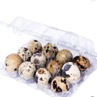 تخم بلدرچین