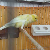 قناری نر حدوداً هفت ماها کشیده بلند|پرنده|فولادشهر, C8|دیوار