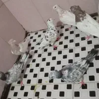 کبوتر کفتر رنگه پلاکی شناسنامه دار سار سرور