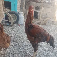 فروشی|حیوانات مزرعه|فنوج, |دیوار