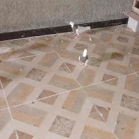 جفت طوقی جوجه|پرنده|رامشیر, |دیوار