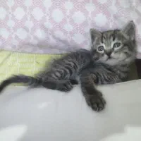 واگذاری رایگان توله گربه dsh|گربه|بروجرد, |دیوار