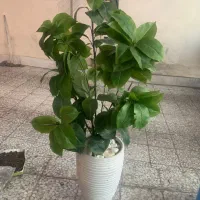 گل مصنوعی قابل شصت و شو بزرگ قابل انعطاف|گل مصنوعی|تهران, چیتگر شمالی|دیوار