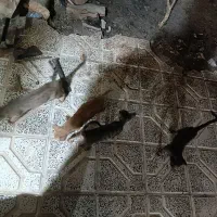 واگذاری رایگان 5 تا بچه گربه نیمه اهلی