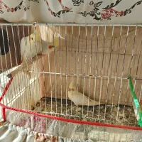 عروس هلندی|پرنده|مشهد, کوی المهدی|دیوار