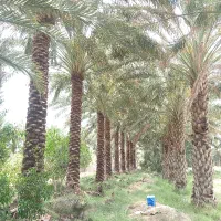 حرس درخت خرما|خدمات باغبانی و درختکاری|جیرفت, |دیوار