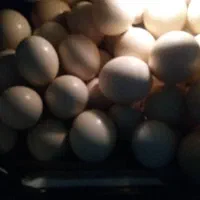 پوکه،تخم شتر مرغ خا لی شده