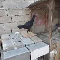 مرغ لاری اصیل