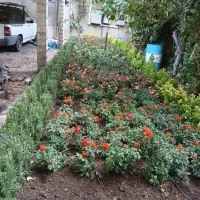 خدمات باغبانی باغچه کاری گلکاری هرس کاری چمن‌کاری|خدمات باغبانی و درختکاری|لواسان, |دیوار