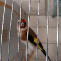 سهره|پرنده|قم, شاه ابراهیم|دیوار