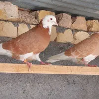کبوترشازده زرد
