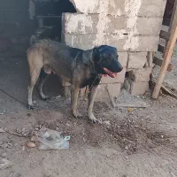 سگ سرابی اصیل