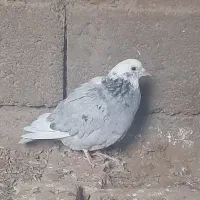 کبوتر|پرنده|عطاملک, |دیوار