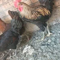 مرغ|حیوانات مزرعه|بهبهان, |دیوار