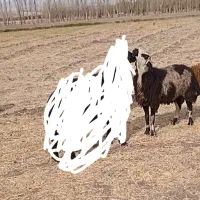 بره قوچ دامازلیخ