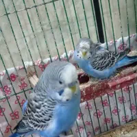 مرغ عشق|پرنده|اندیمشک, |دیوار