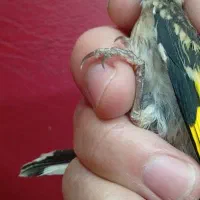 جوجه سهره کال کورپه