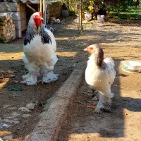 تخم نطفه دار برهما