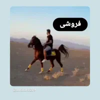 اسب عرب نریونسر دوم گیر قدر بلد آرام و نجیب