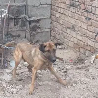 سگ تازی شکاری