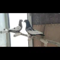 جفت سینه ای