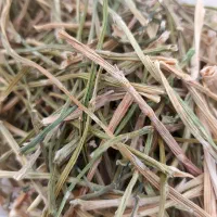 فروش مارچوبه خشک شده