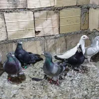 7 گرفتنی