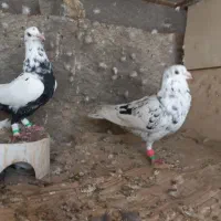 ۲ جفت کبوتر جهت معاوضه با سربری|پرنده|لامرد, |دیوار