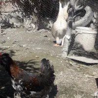 نیمچه گلین ،فول ریش و کاکل|حیوانات مزرعه|گرگان, |دیوار