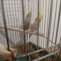 یه جفت طوطی عروس تعویض با قناری|پرنده|قزوین, |دیوار