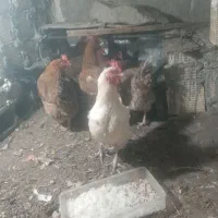 مرغ تخمی نژاد دار