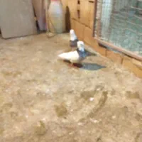 ۱۰عددطوقی قرمزوآبی نروماده ضمانتی