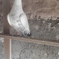 کفتر پرشی|پرنده|پاکدشت, حصار امیر|دیوار