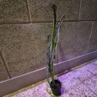 کاکتوس بلند