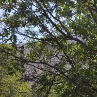 باغ-کشاورزی