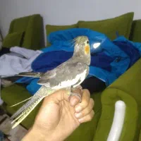 عروس هلندی سینامون