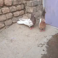 یک جفت کبوتر مقبول