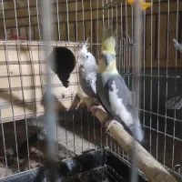 عروس وطوطی شوش دانیال|پرنده|شوش, |دیوار