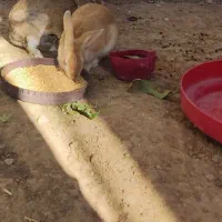 دو عدد خرگوش فروشی