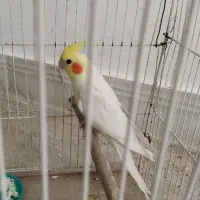 عروس لوتینو نر مولد