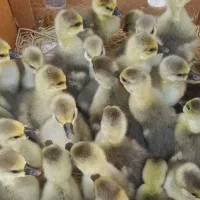 جوجه غاز لیندا و قو