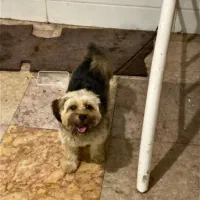 سگ شیتزو ۳ ملیون