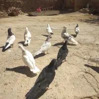 کفتر جفتی 300|پرنده|نهاوند, |دیوار
