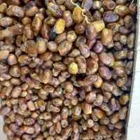 قصب (خرمای زاهدی)