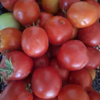 فروش گوجه تازه
